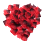 Coffret de 100 Pétales de Rose - 100610RED