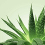 Mixgliss Gel de massage - NU Aloe Vera 250 ml